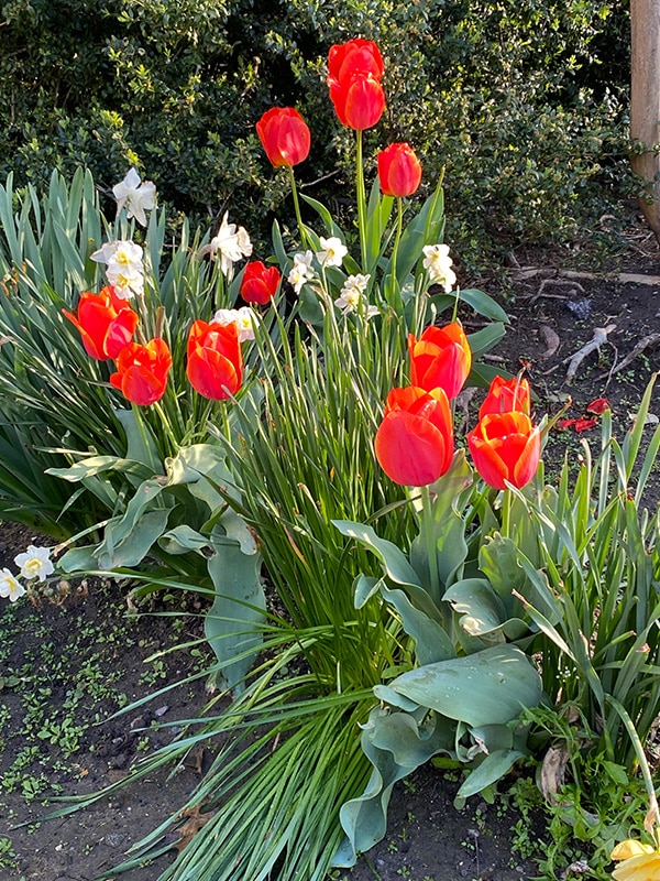 Tulips